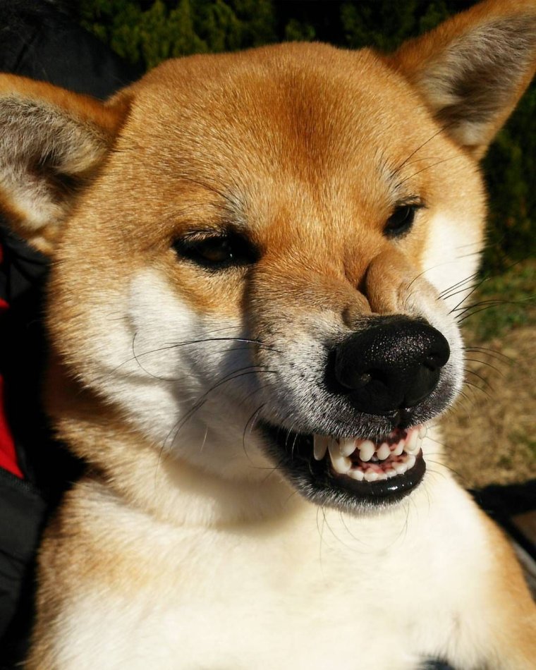 Злая Акита ину