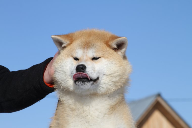 Собака Акита Шиба