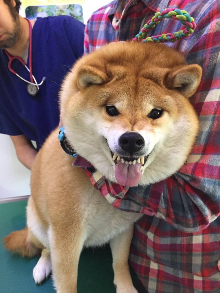 Злая Шиба ину