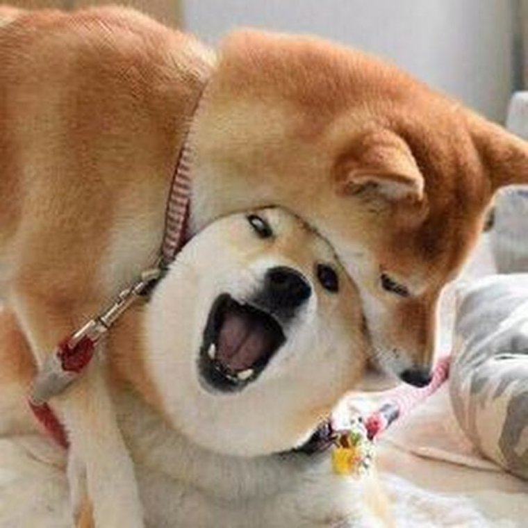 Акита-ину и сиба-ину смешные