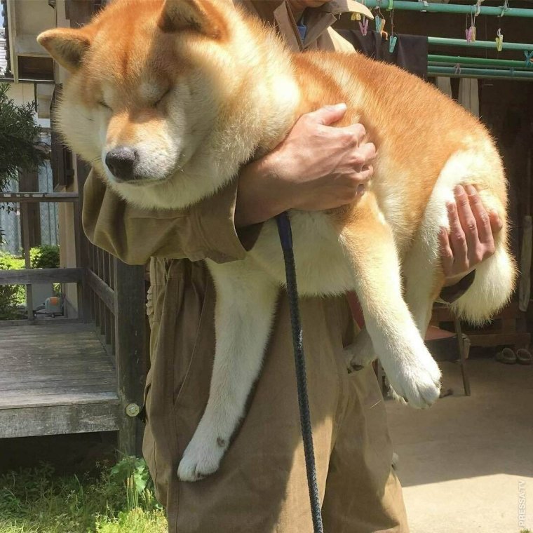 Толстая Акита ину