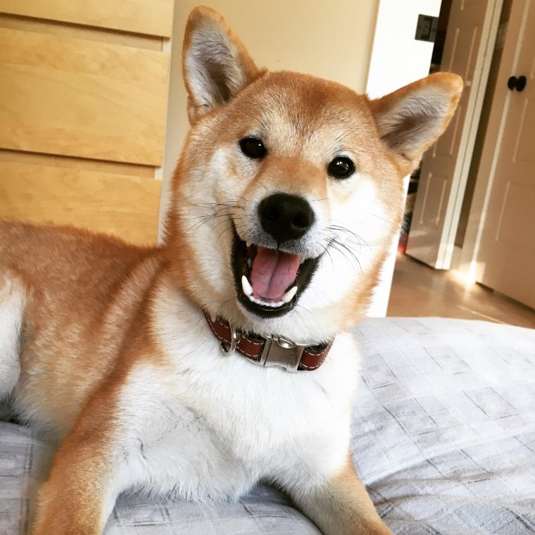 Собака улыбака сиба ину