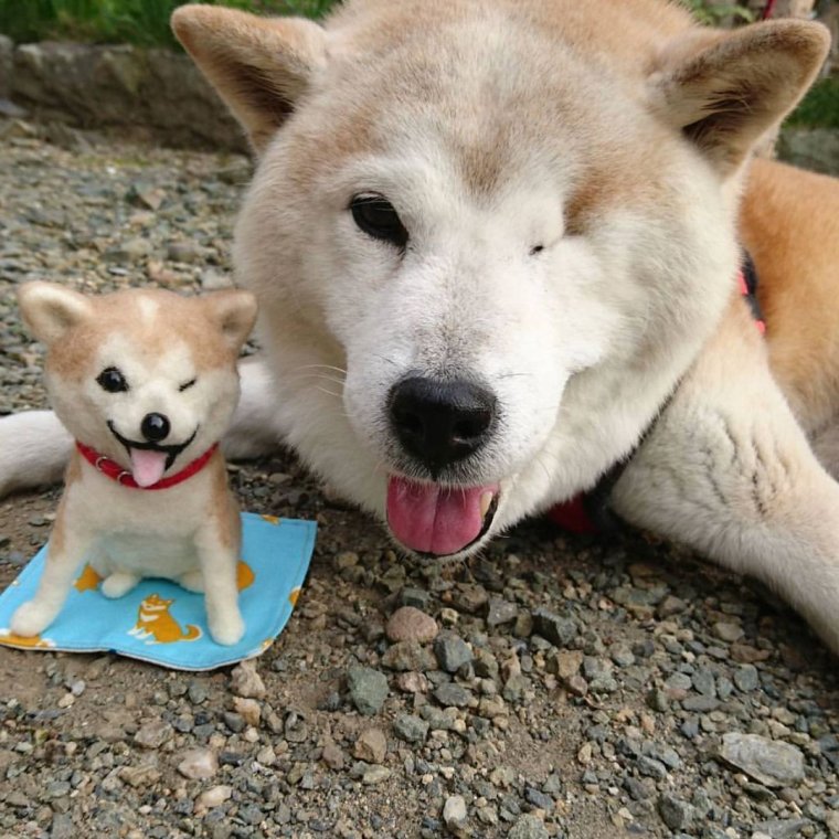 Акита-ину и сиба-ину