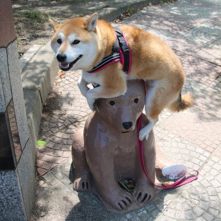 Смешные Шиба ину