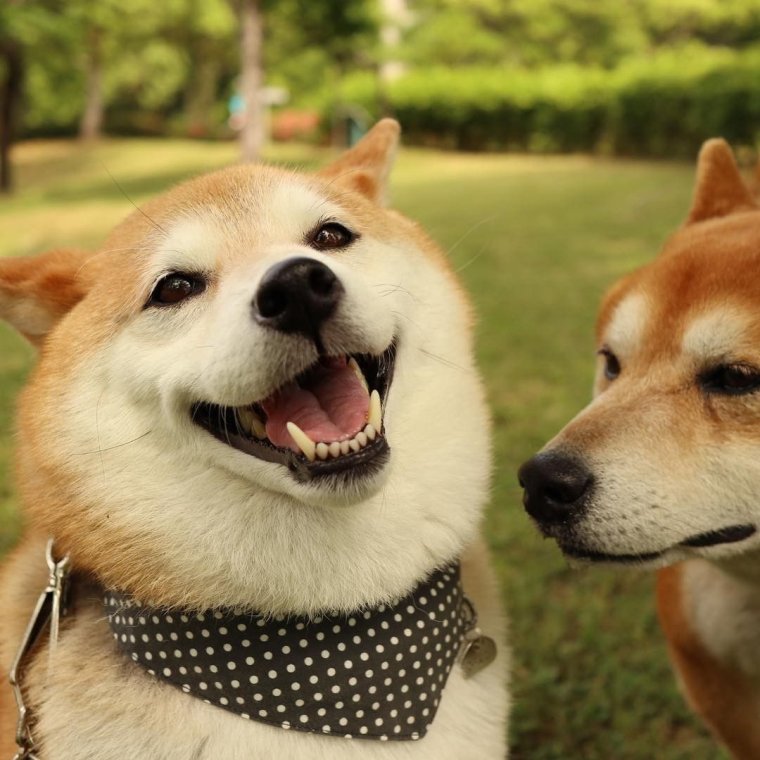Собака Акита Шиба ину