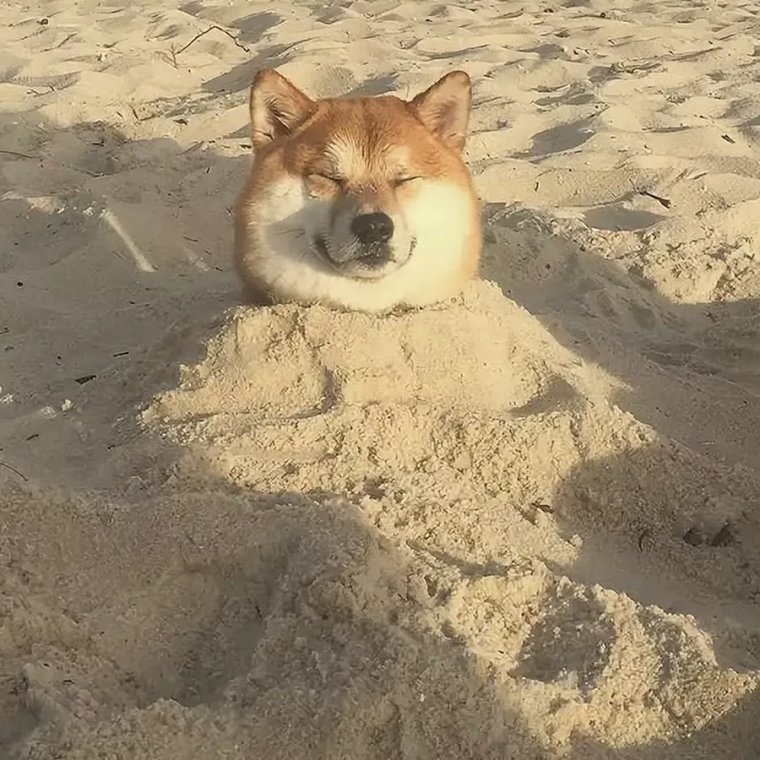 Шиба ину упоротый