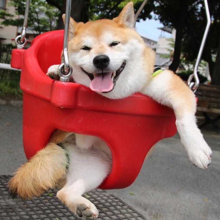Смешные Акита ину