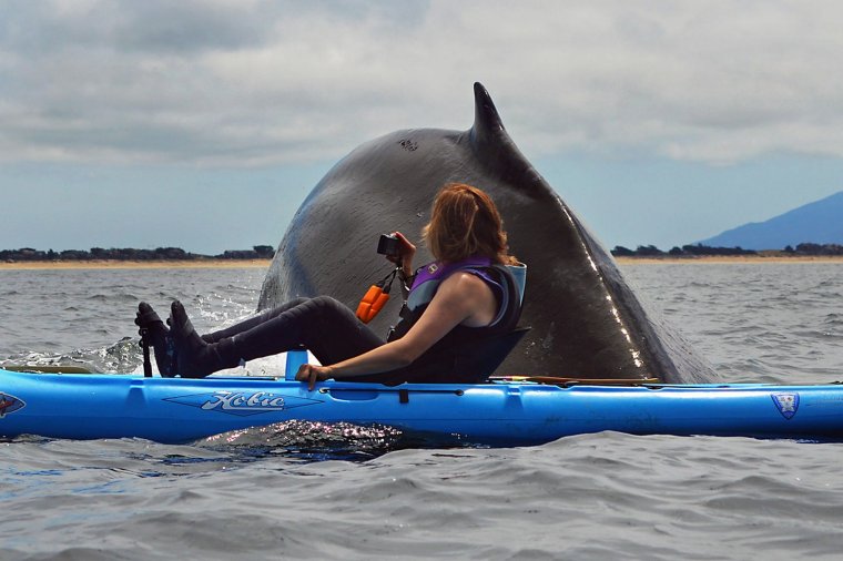 Каякинг с касатками