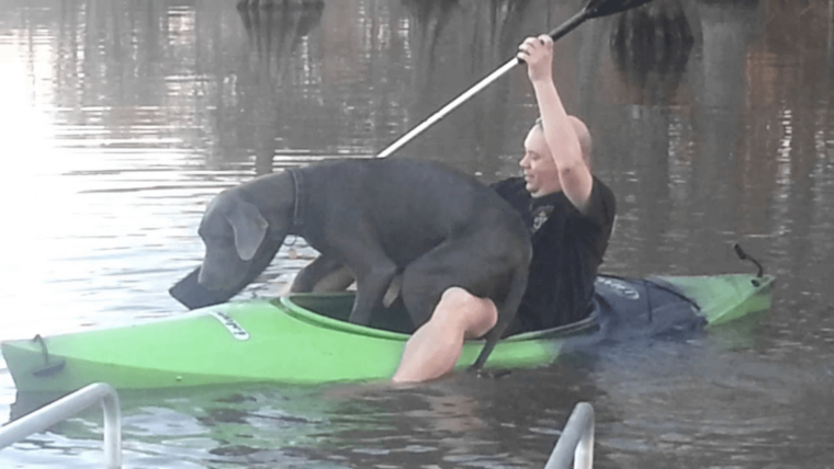 Собака в байдарке прикол
