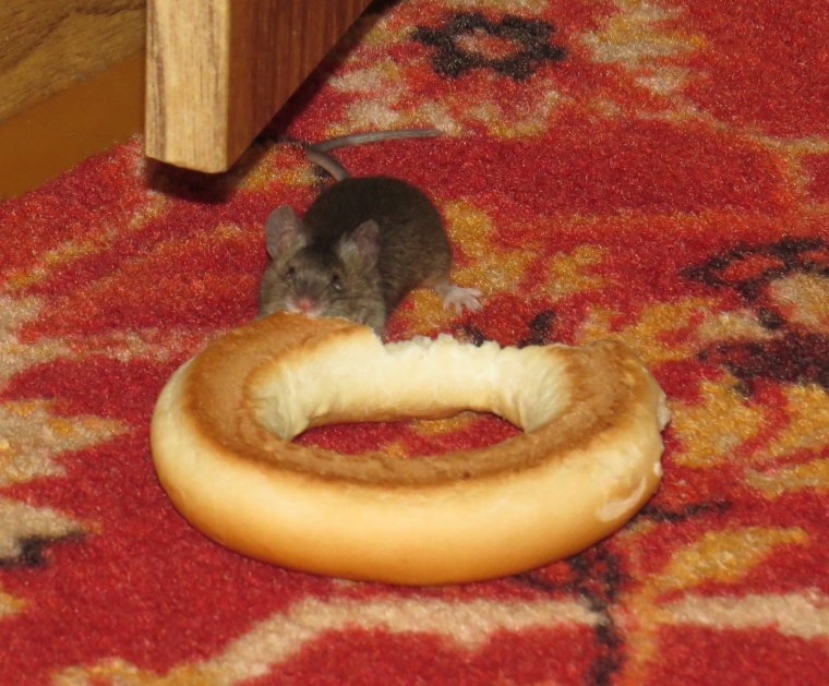 Бублик смешной