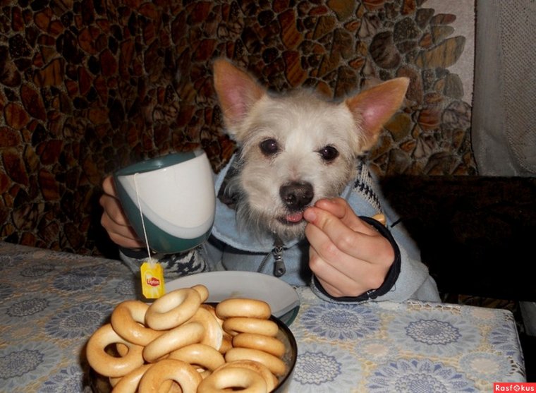 Пес пьет чай