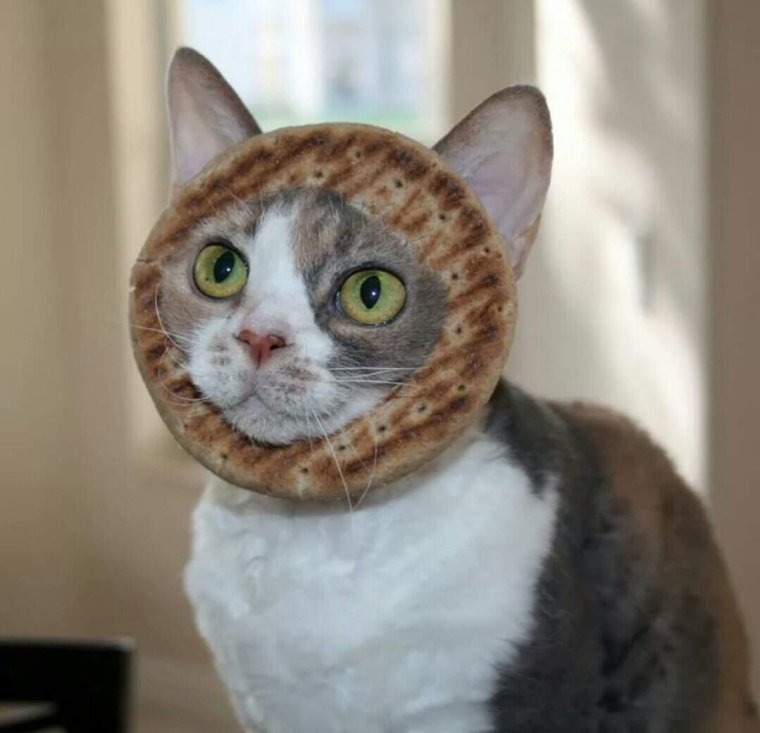 Кот печенька