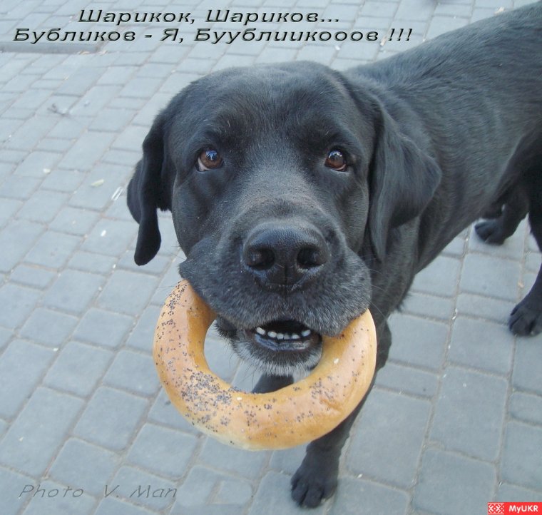 Собака крендель