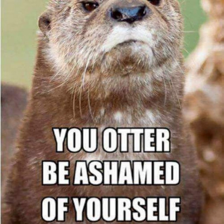 Смешные мемы с выдрой