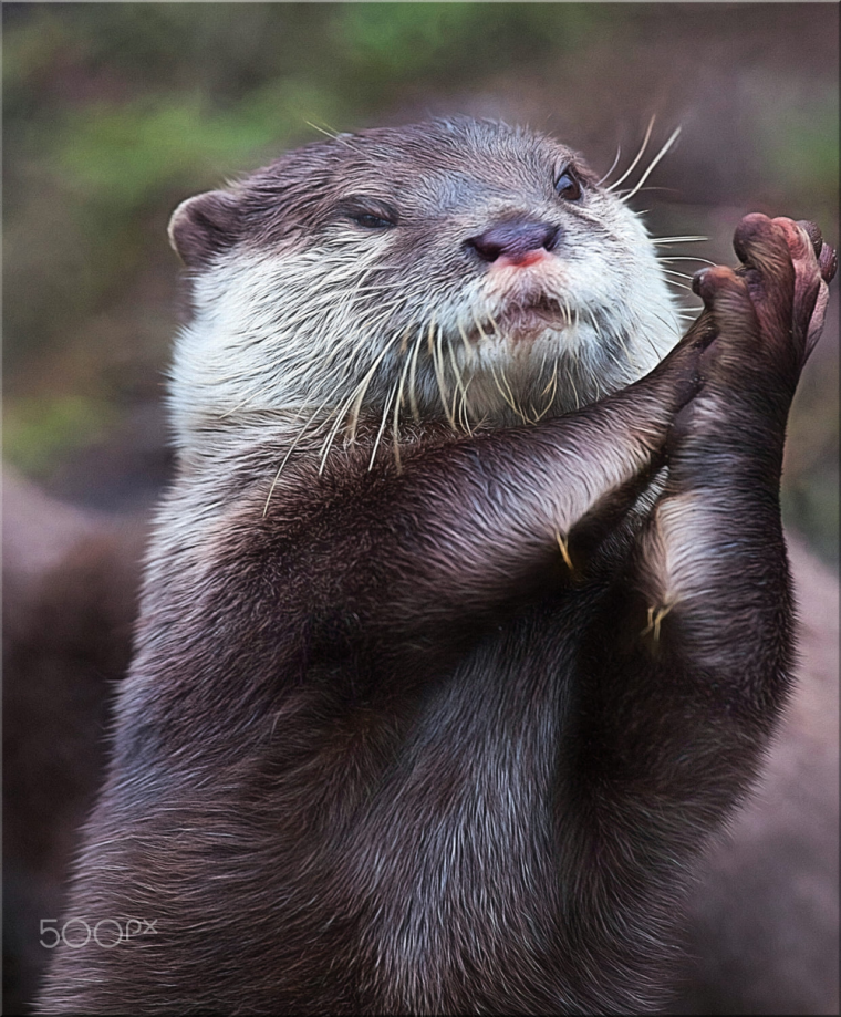 Субкультура выдра