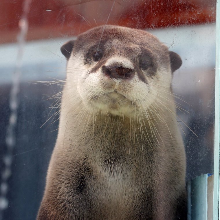 Толстая выдра