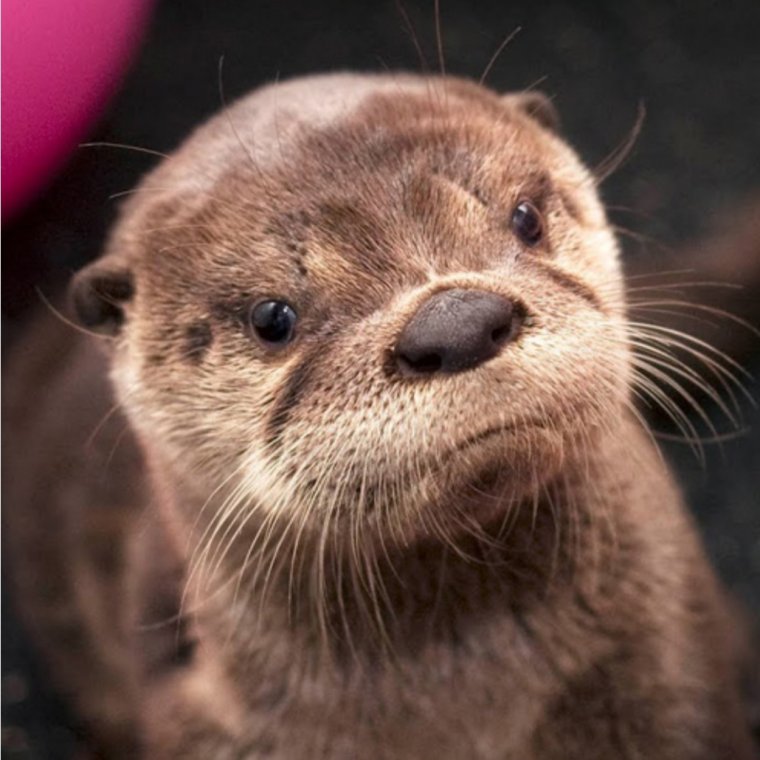 Недовольная выдра