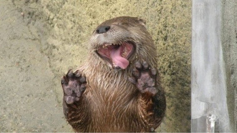 Бобер кричит