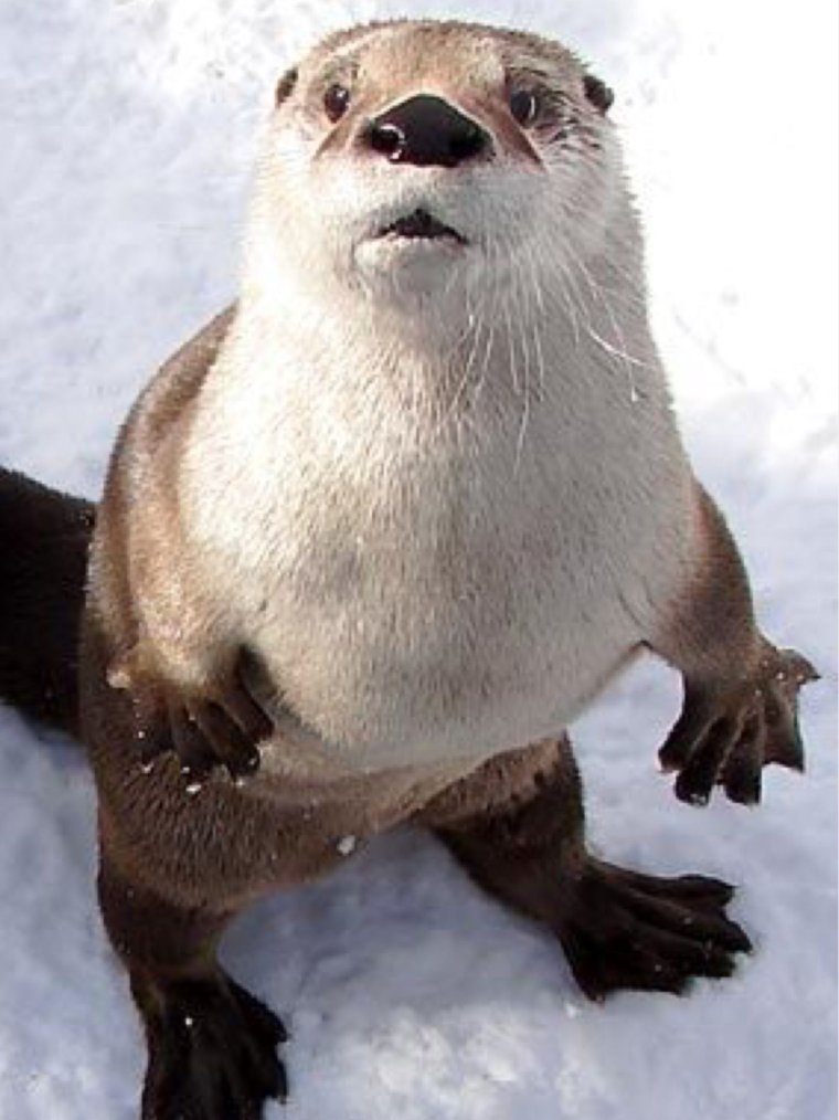 Толстая выдра