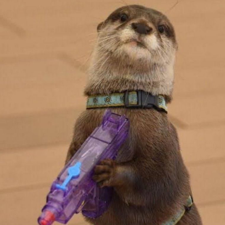 Выдра в одежде