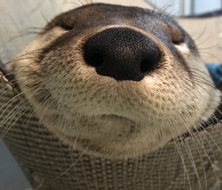 Выдра смешная