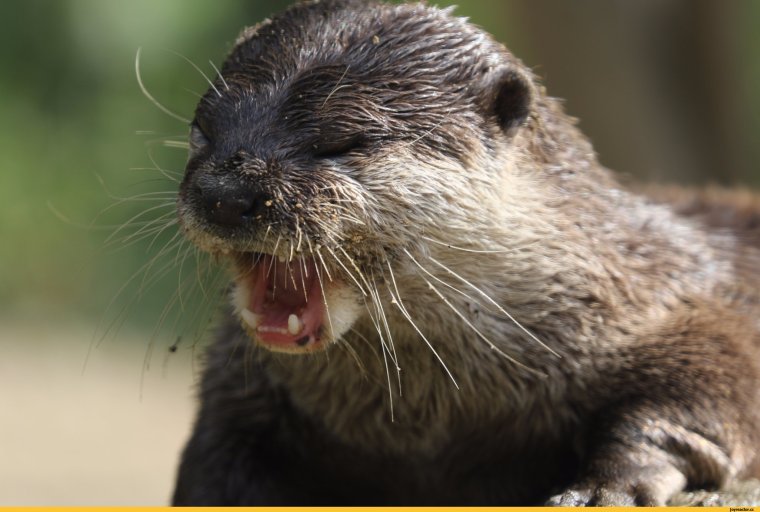 Выдра Речная злая