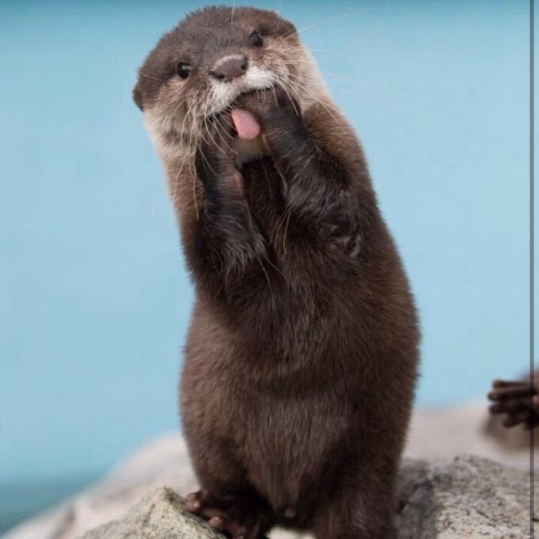 Выдра калан
