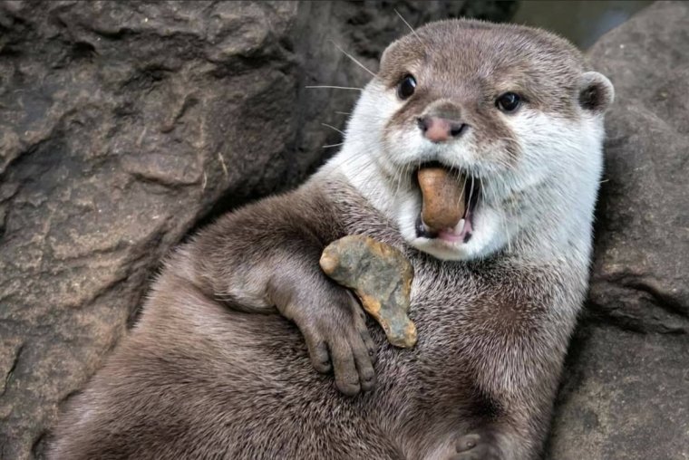 Выдра с детенышем