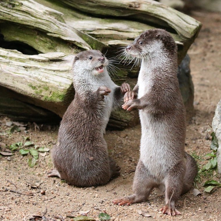 Выдра смешная