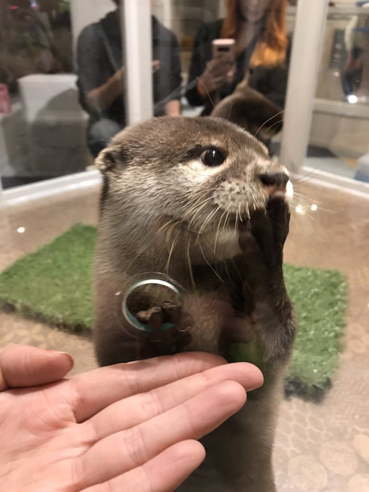 Мемы с выдрами