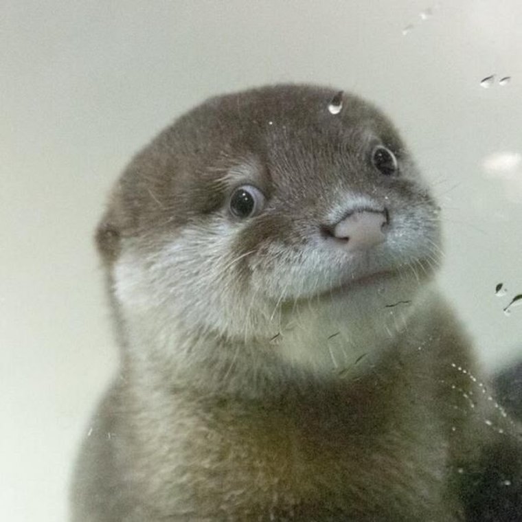 Выдра показывает язык