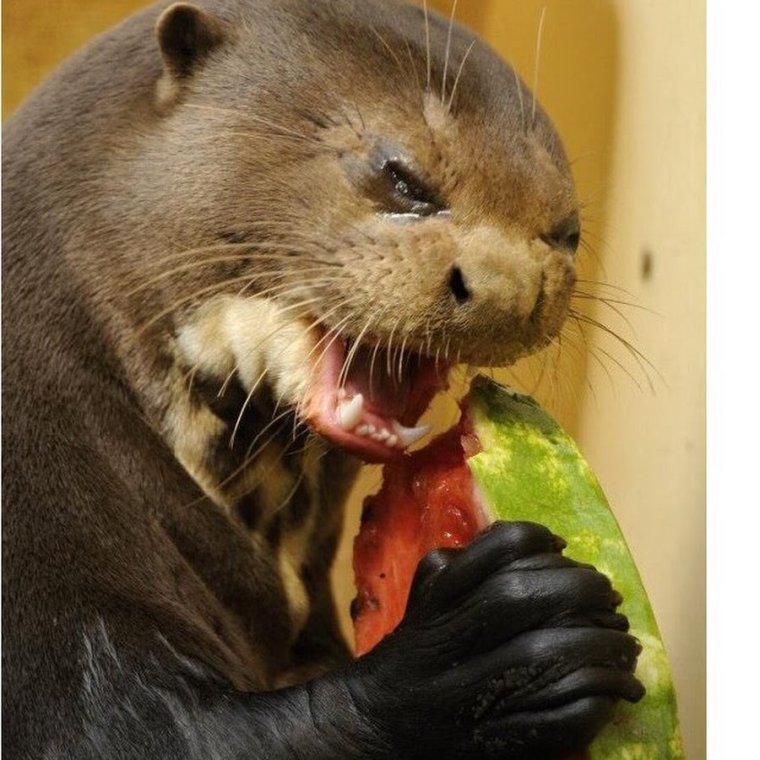 Невкусный Арбуз