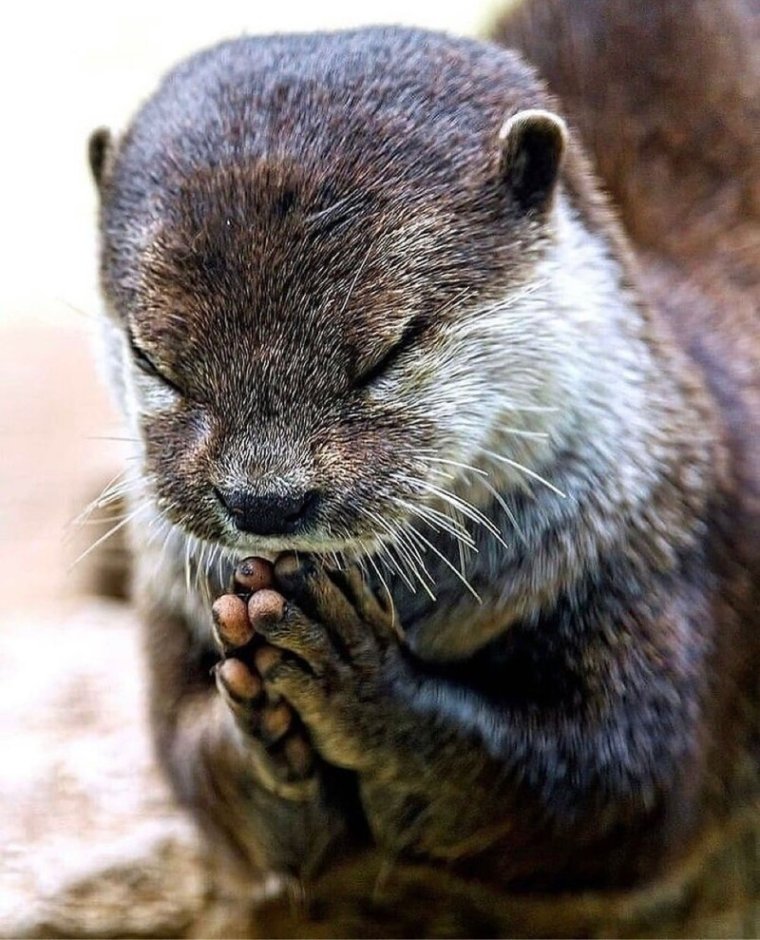 Счастливая выдра