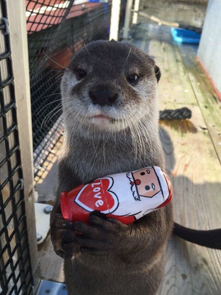 Мемы с выдрами