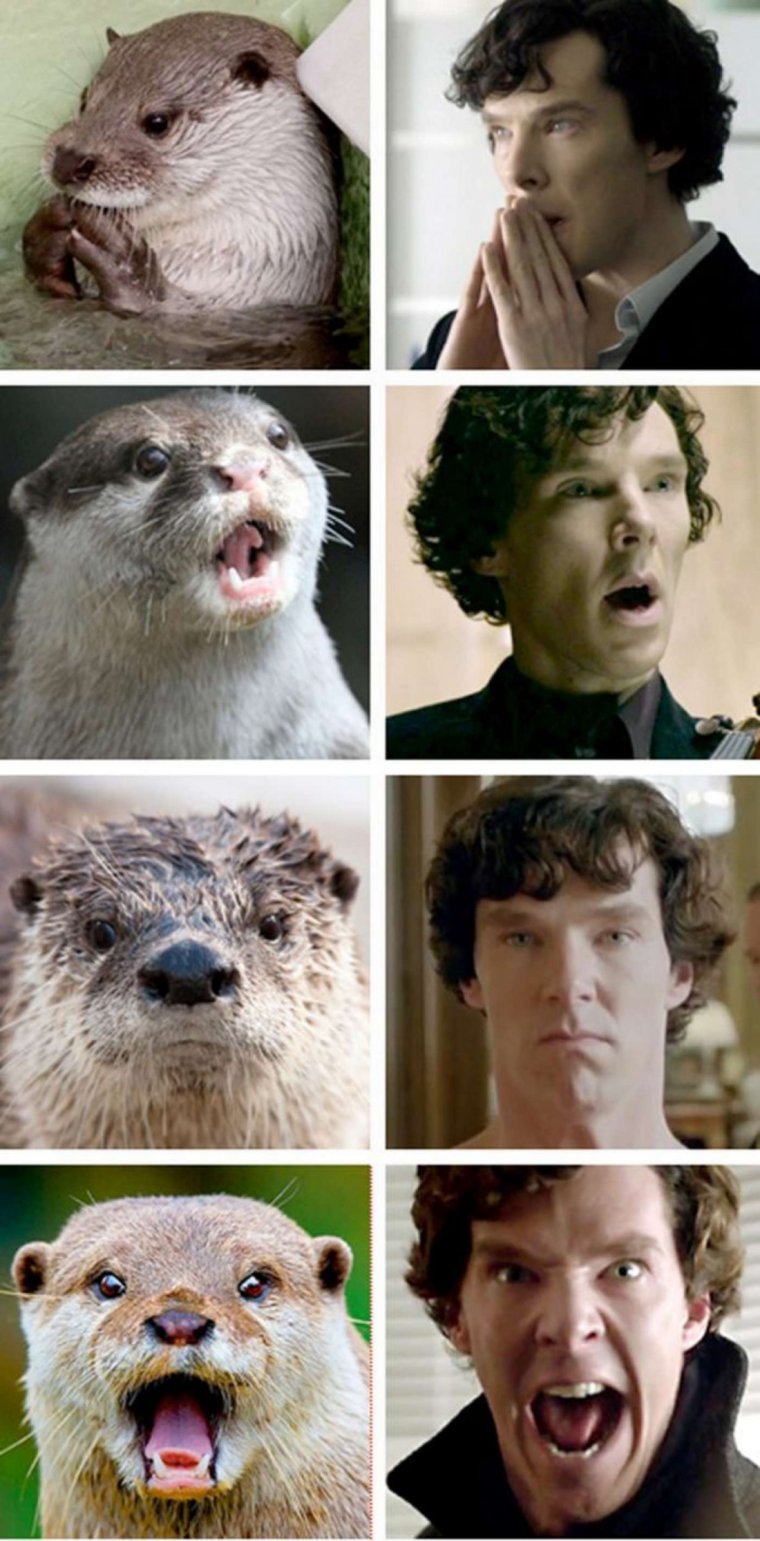 Бенедикт Камбербэтч выдра