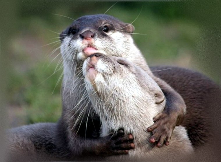 Выдра милая