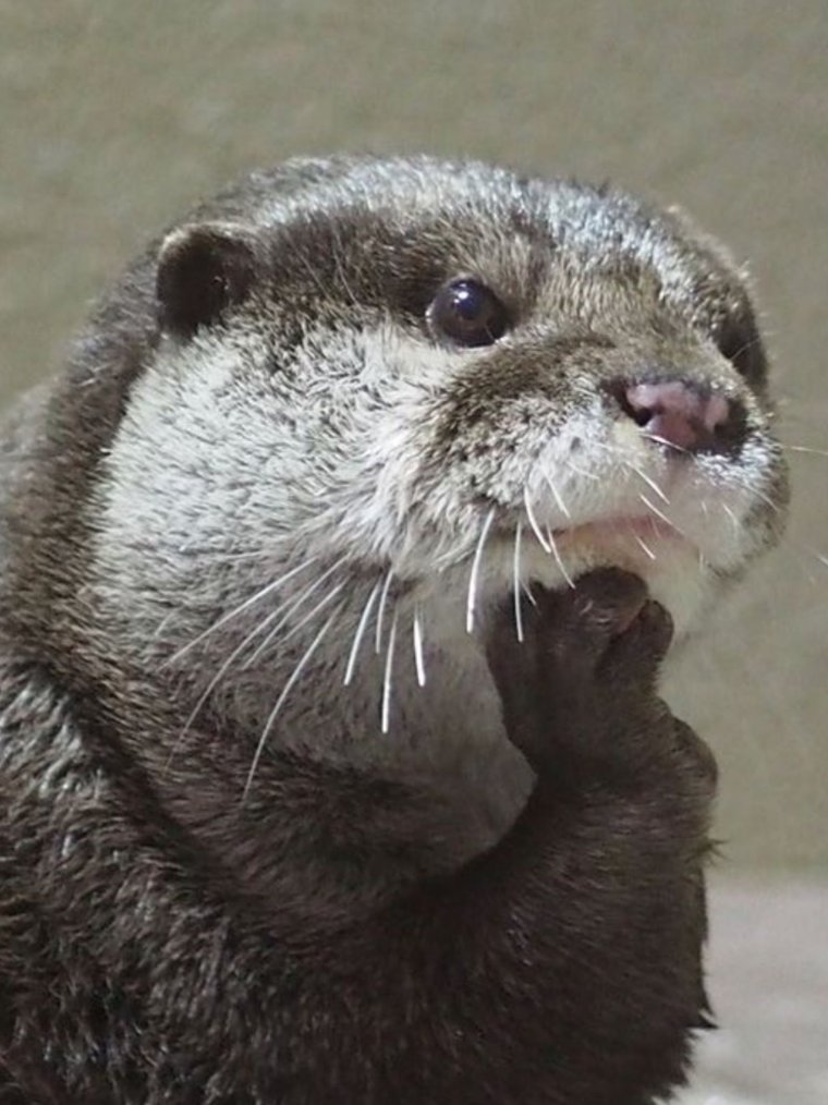 Выдра милая