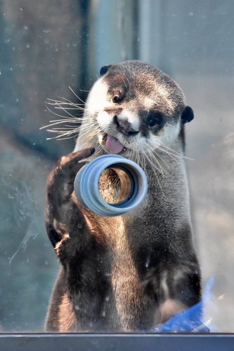 Выдра в шапке