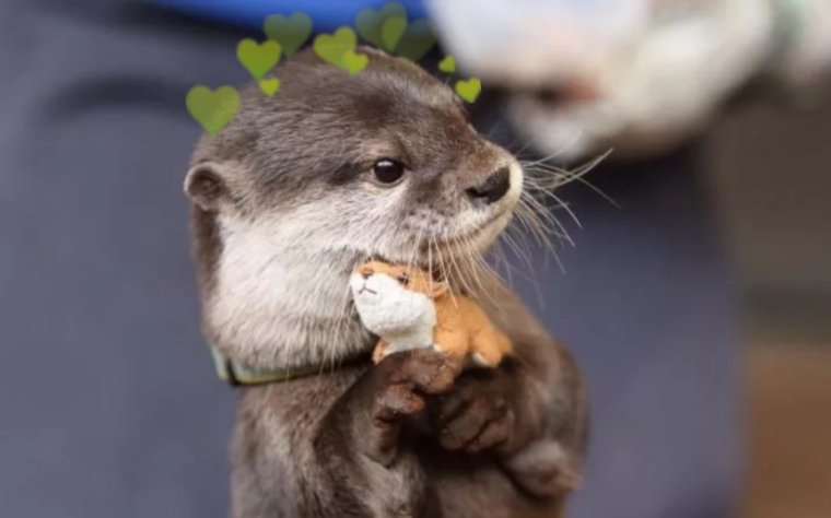 Выдренок Отто