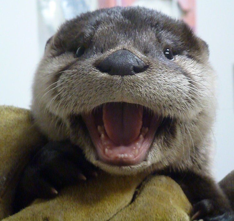 Довольная выдра