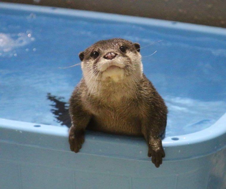 Выдра в ванне