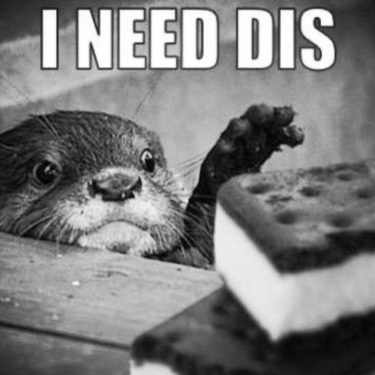 Мемы с выдрами с надписями