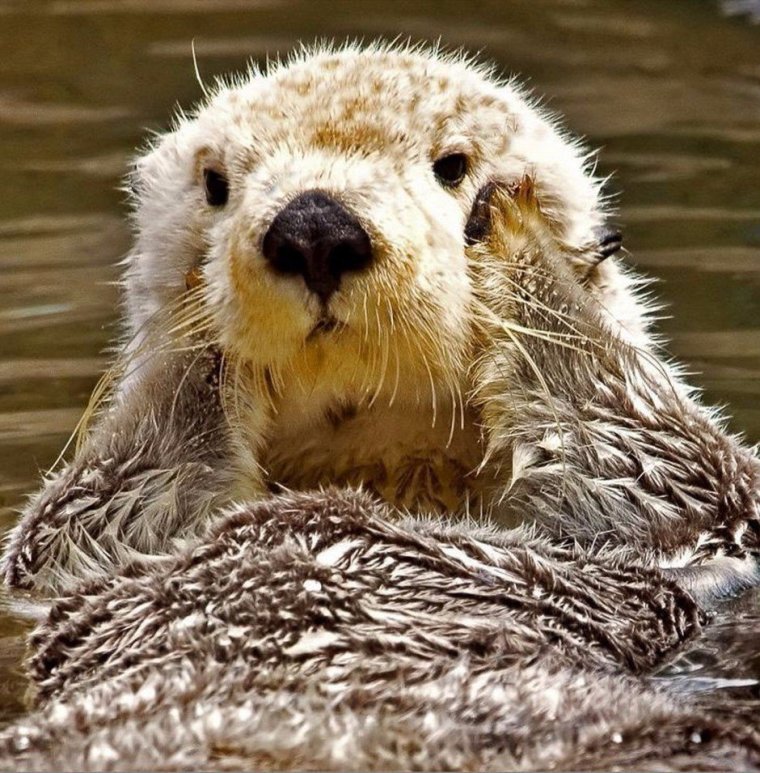 Выдра смешная