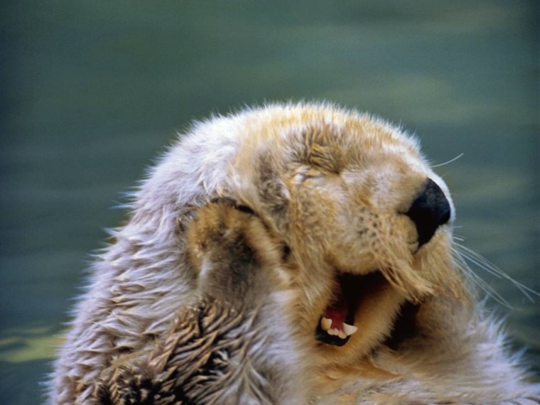 Животные смущаются