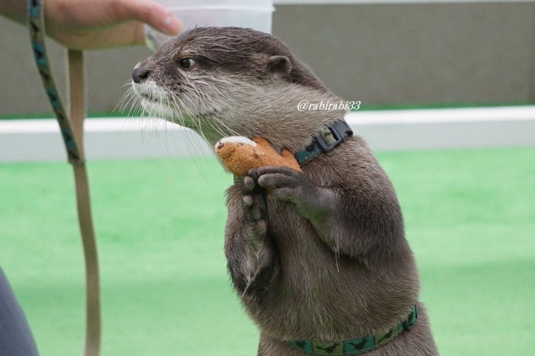 Выдра с человеком