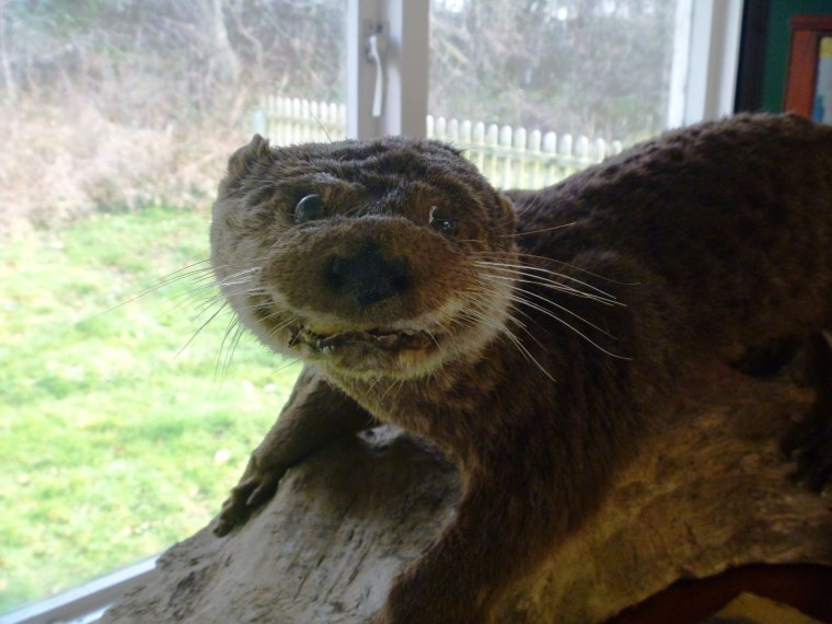 Упоротая выдра