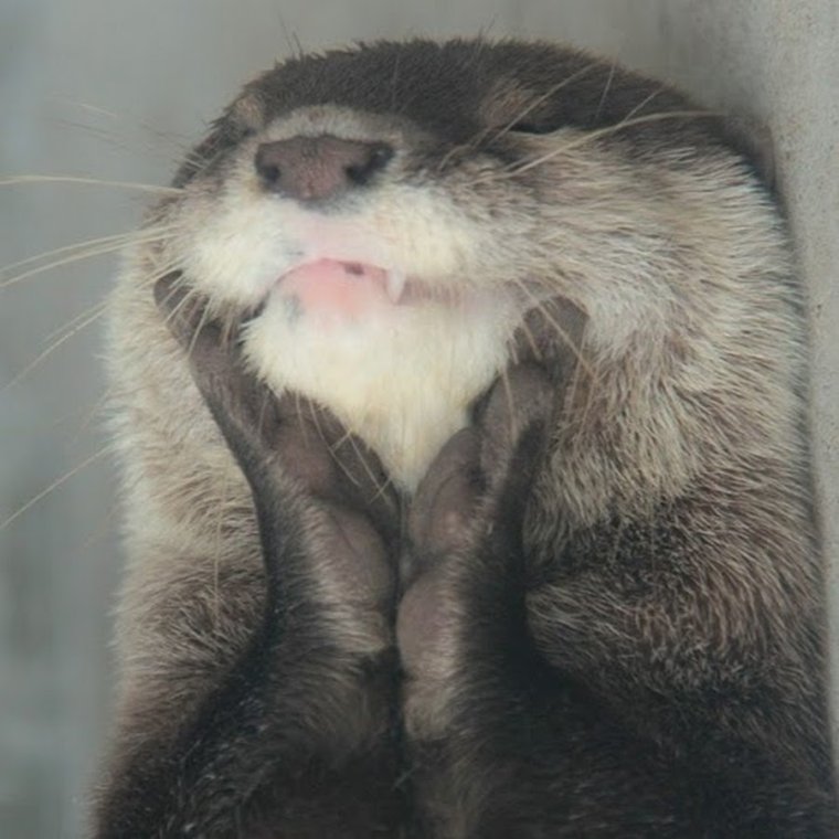 Выдра с сердечком