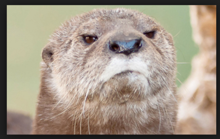 Обиженная выдра