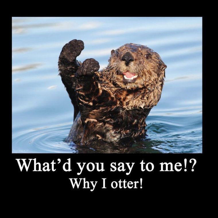 Otter Мем