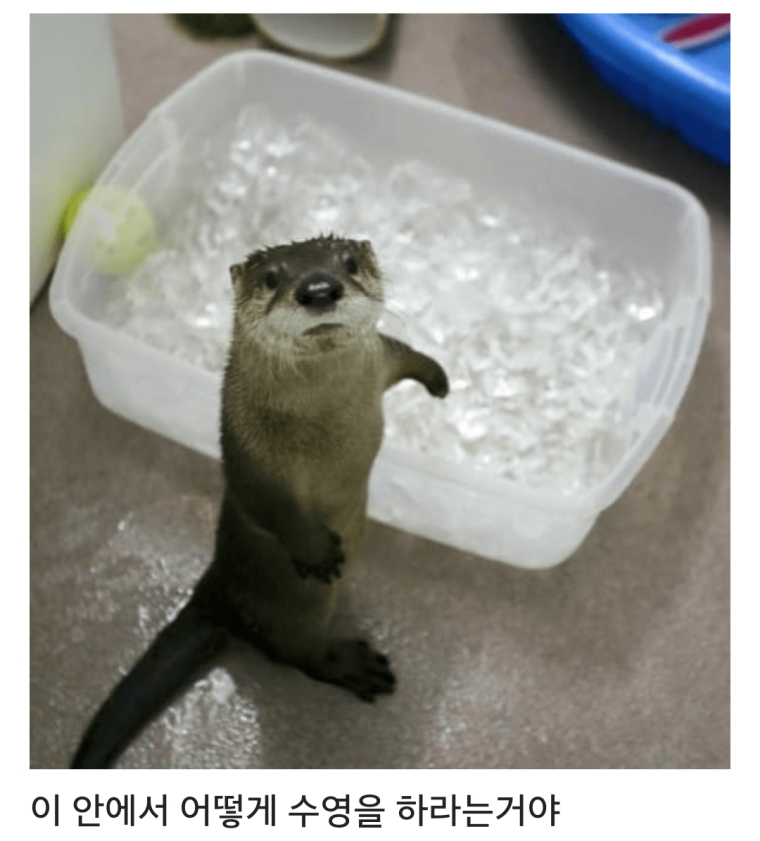 Выдра демотиватор